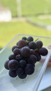 S__226705413.jpg