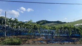 S__226705415.jpg