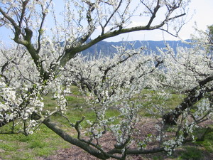 080329 052.jpg
