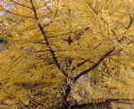 081207C`E.jpg