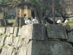 091209J 036.jpg