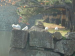 091209J 037.jpg