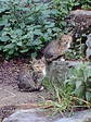 20071027L.jpg