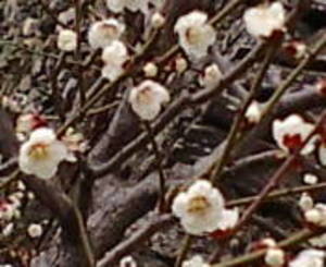 20080224nannkoubai.jpg