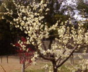 20080304~g~.jpg
