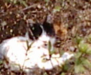 20080307HtRL.jpg