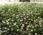 20080601Vc.jpg
