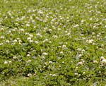 20080601Vc2.jpg