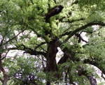 20080614NXmL.jpg