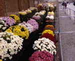 20081115eW.jpg