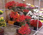 20081115eW.jpg