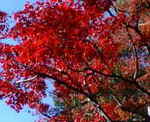 20081129Hgt.jpg