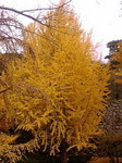 20081207C`EQ.jpg