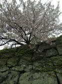 見納め桜.jpg