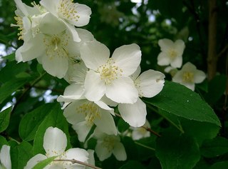 1200px-Philadelphus_satsumi2.jpg