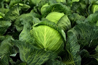 kohl-herb-white-cabbage-cultivation.jpg