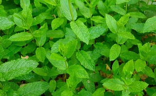 mint-peppermint-plant-leaves.jpg