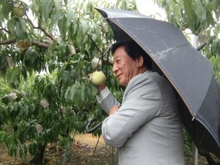桃を収穫する杉良太郎（7月15日・紀ノ川市桃山町にて）jpg.jpg